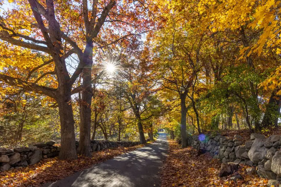 Tree-lined New England road covered in autumn leaves